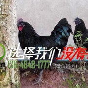 張家港生態土雞三個返鄉農民的創業故事